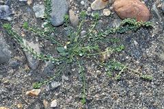 Corrigiola telephiifolia