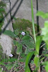 Streptocarpus rexii