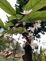 Clerodendrum schmidtii
