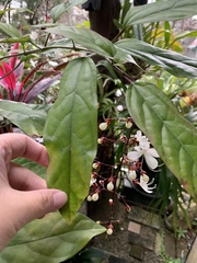 Clerodendrum schmidtii