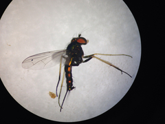 Condylostylus caudatus