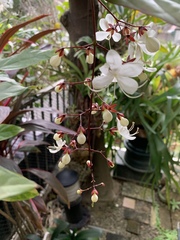 Clerodendrum schmidtii