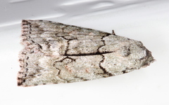 Calathusa basicunea