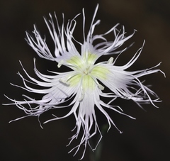Dianthus broteri