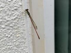 Ceriagrion chaoi