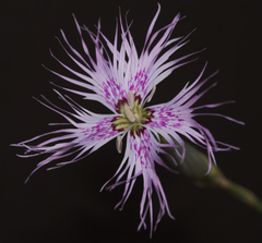 Dianthus broteri