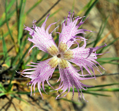 Dianthus broteri