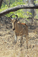 Alcelaphus buselaphus lichtensteinii