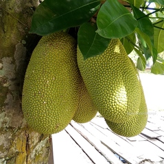 Artocarpus integer
