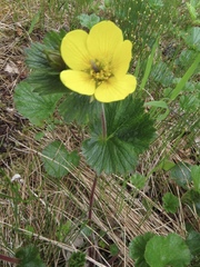 Geum calthifolium