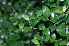 Cassinopsis ilicifolia