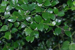 Cassinopsis ilicifolia