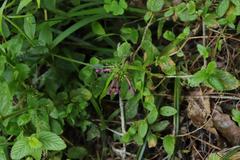 Stachys thunbergii