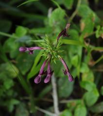 Stachys thunbergii