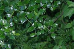 Cassinopsis ilicifolia