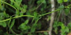 Stachys thunbergii
