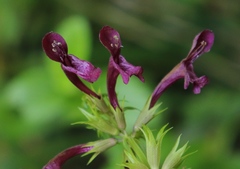 Stachys thunbergii