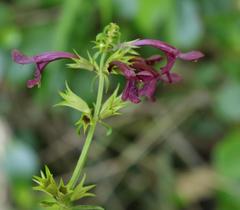 Stachys thunbergii