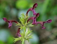 Stachys thunbergii