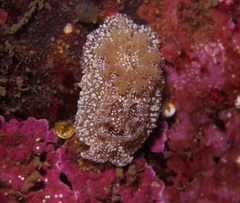 Goniodoris castanea