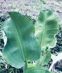 Limnocharis