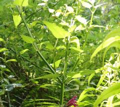 Stachys thunbergii