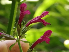 Stachys thunbergii