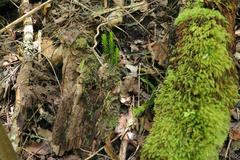 Phlegmariurus gnidioides