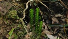 Phlegmariurus gnidioides