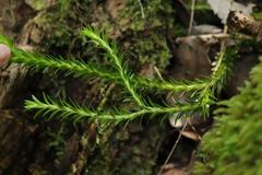 Phlegmariurus gnidioides