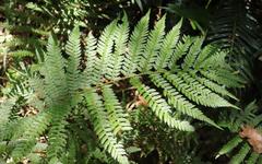Polystichum incongruum