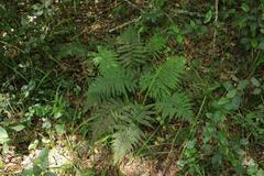 Polystichum incongruum