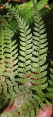 Polystichum incongruum