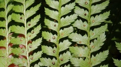 Polystichum incongruum