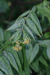 Englerodaphne pilosa