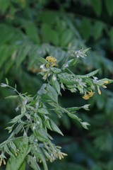 Englerodaphne pilosa