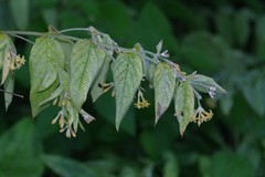 Englerodaphne pilosa