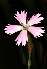 Dianthus charidemi