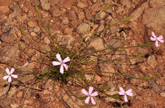 Dianthus charidemi