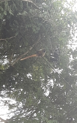 Callicebus nigrifrons