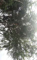 Callicebus nigrifrons