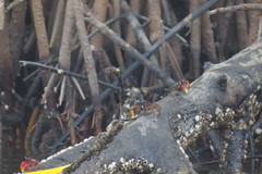 Goniopsis pulchra