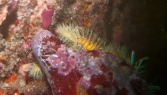 Aniculus maximus
