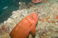 Priacanthus