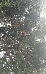 Callicebus nigrifrons