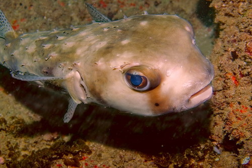 Spotfin Burrfish