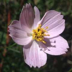 Cosmos crithmifolius