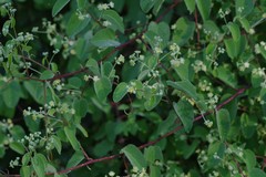 Helinus integrifolius