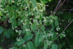 Helinus integrifolius