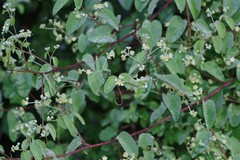 Helinus integrifolius